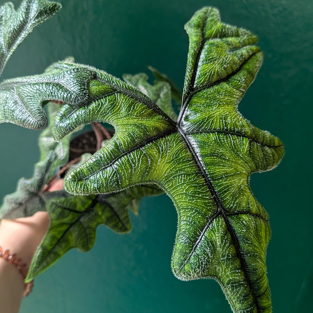 Alocasia 'Jacklyn'