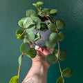 Peperomia tetraphylla 'Hope' (Peperomia Hope)