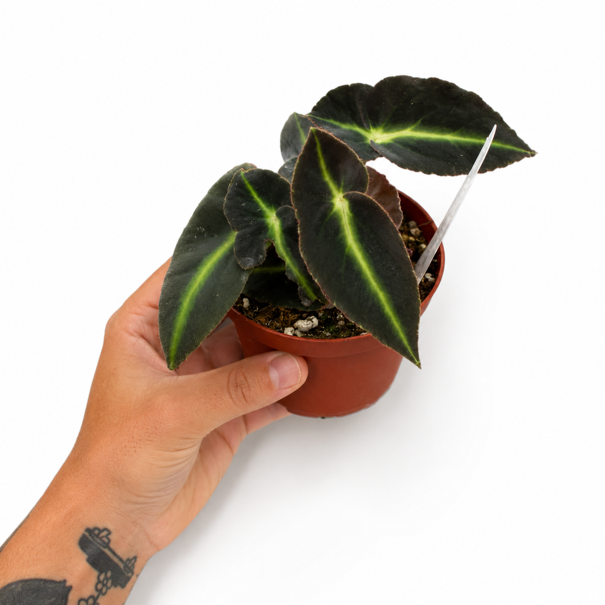 Mini plants Bundle - 6cm Plants