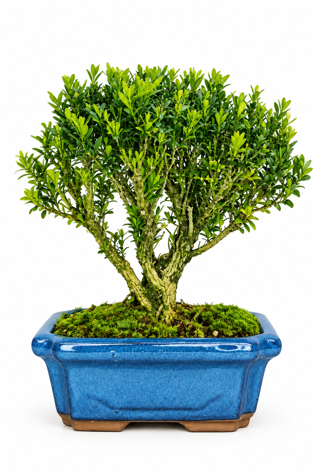 Boxwood (Buxus Harlandii) Bonsai Tree | Broom | In 15cm Pot