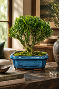 Boxwood (Buxus Harlandii) Bonsai Tree | Broom | In 15cm Pot
