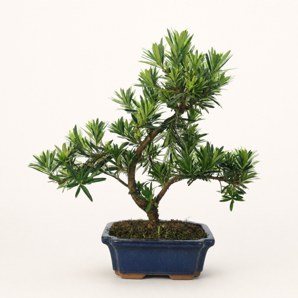 Buddhist Pine (Podocarpus Micro) Bonsai Tree | Shaped | In 20cm Pot