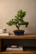 Buddhist Pine (Podocarpus Micro) Bonsai Tree | Shaped | In 20cm Pot