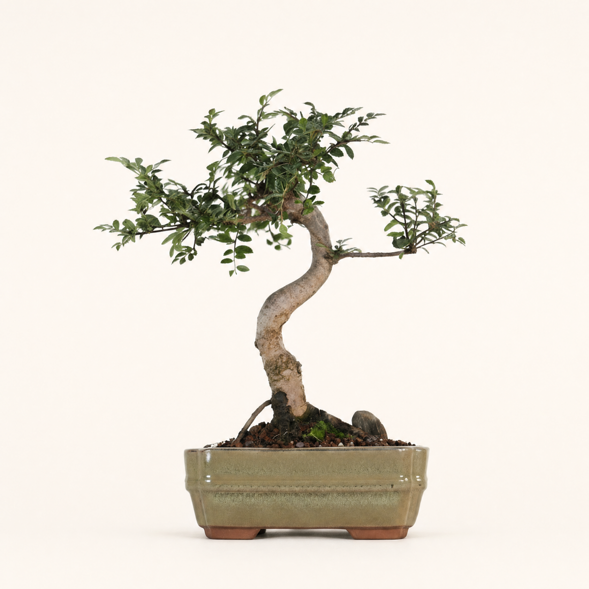 Chinese Elm (Ulmus Parvifolia) Bonsai Tree | Shaped | In 16cm Pot