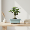 Chinese Pepper (Zanthoxylum Pipertum) Bonsai Tree | Broom | In 20cm Pot