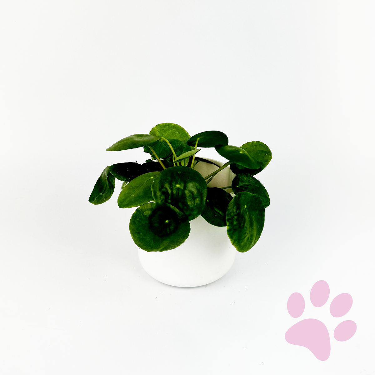Chinese Money Plant Indoor Houseplant