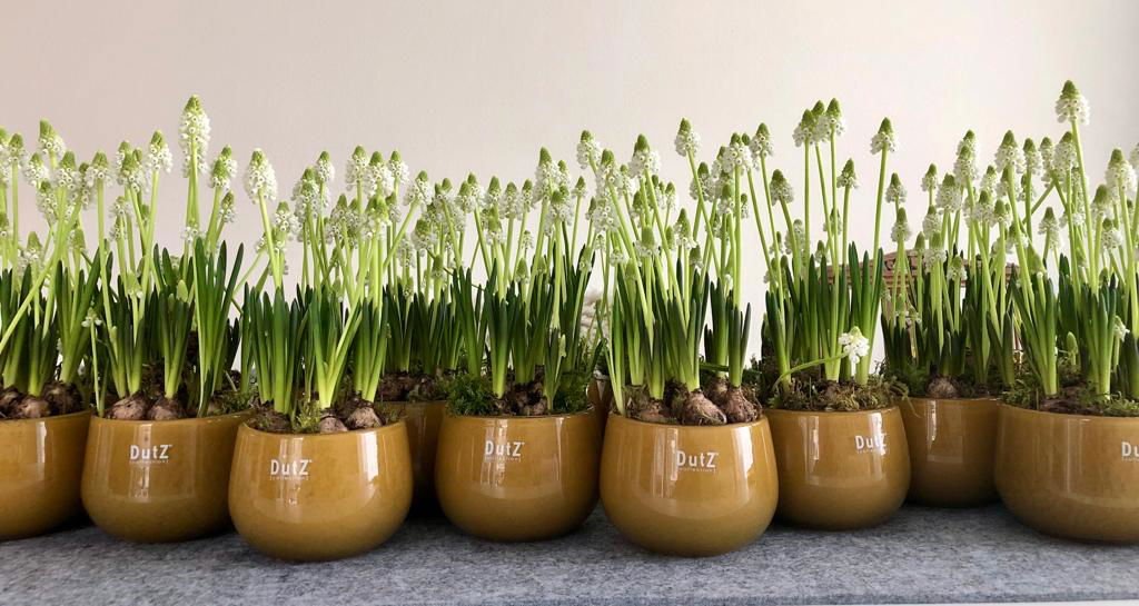 The Mouthblown Glass POT Collection - by DutZ