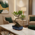 Ficus Microcarpa (Banyan Fig) Indoor Bonsai Tree | Shaped | In 20cm Pot