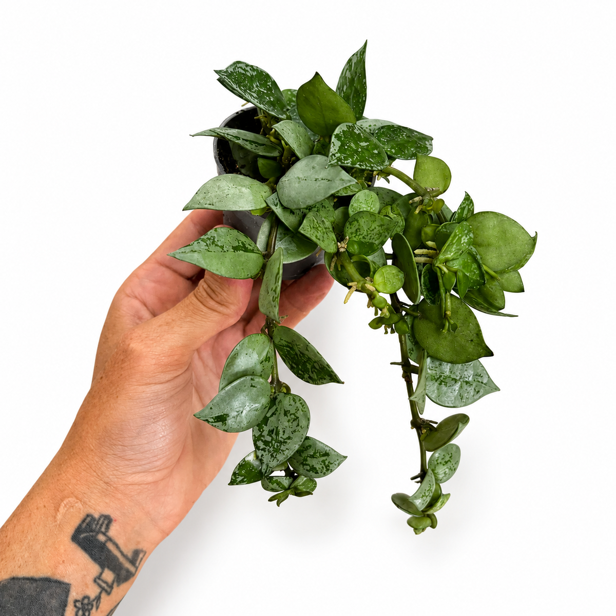 Mini plants Bundle - 6cm Plants