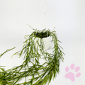 Hoya Linearis 14cm Houseplant