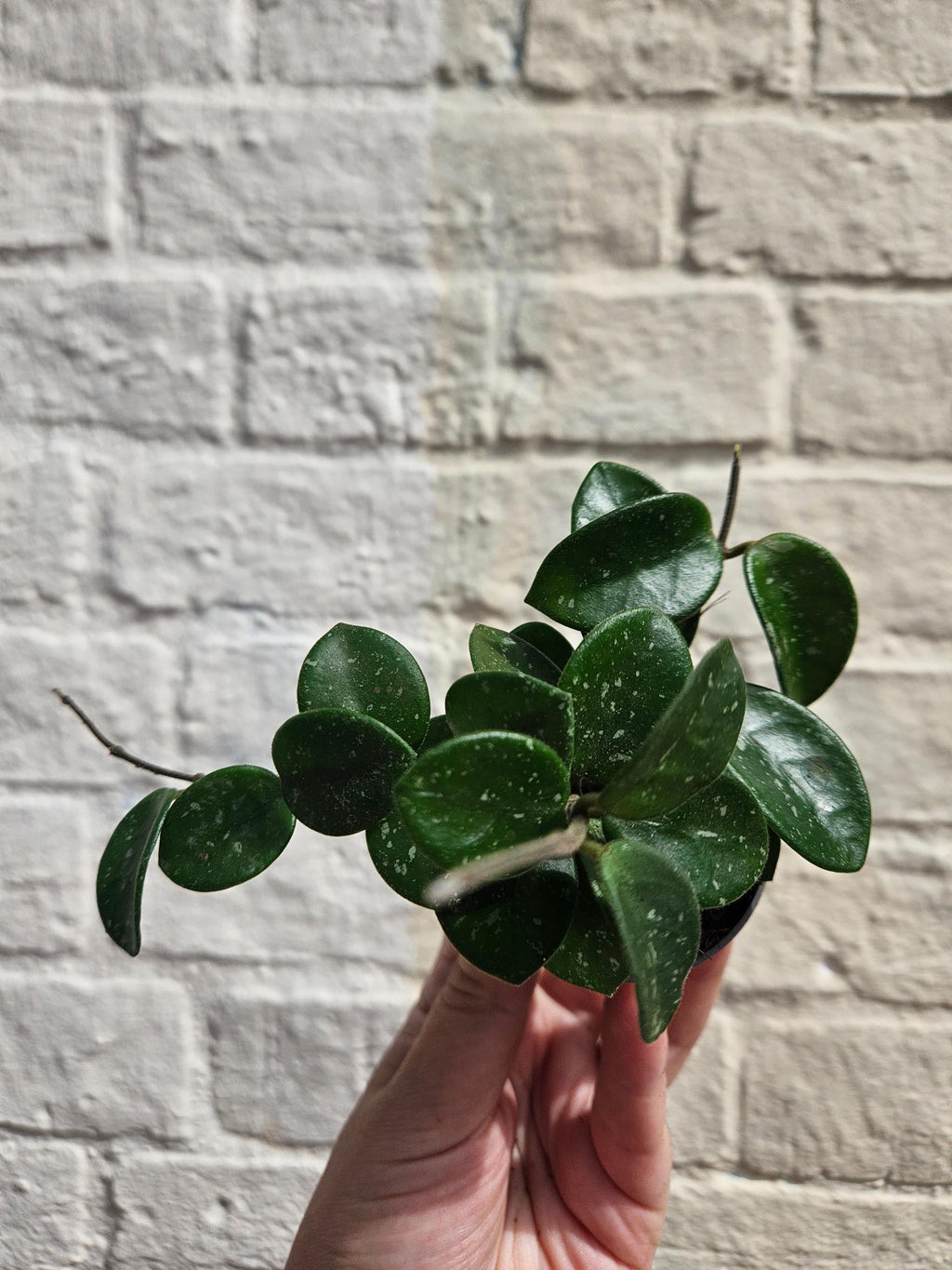 Hoya 'Mathilde splash'