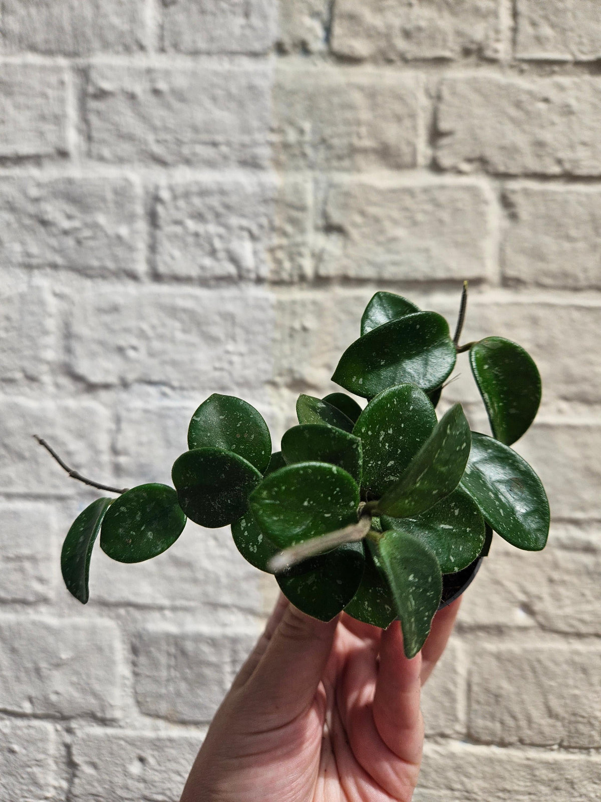 Hoya 'Mathilde splash'