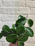 Hoya 'Mathilde splash'