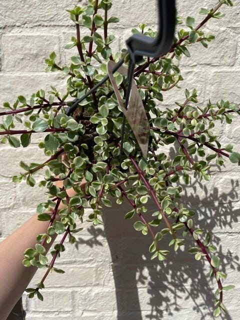 Portulacaria afra variegata (Elephant Bush)