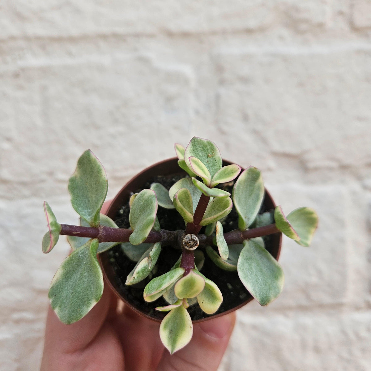 Portulacaria afra variegata (Elephant Bush)
