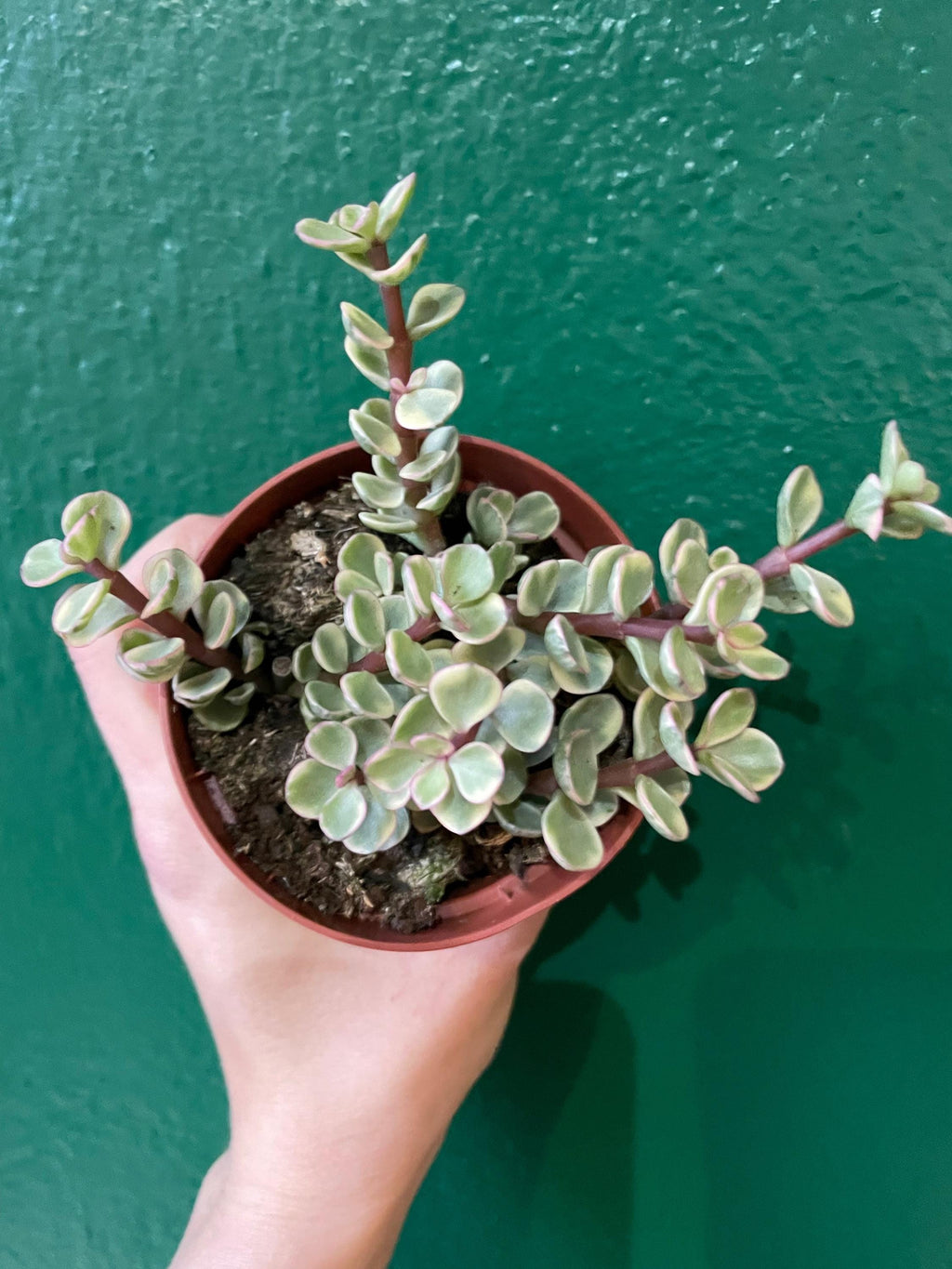 Portulacaria afra variegata (Elephant Bush)