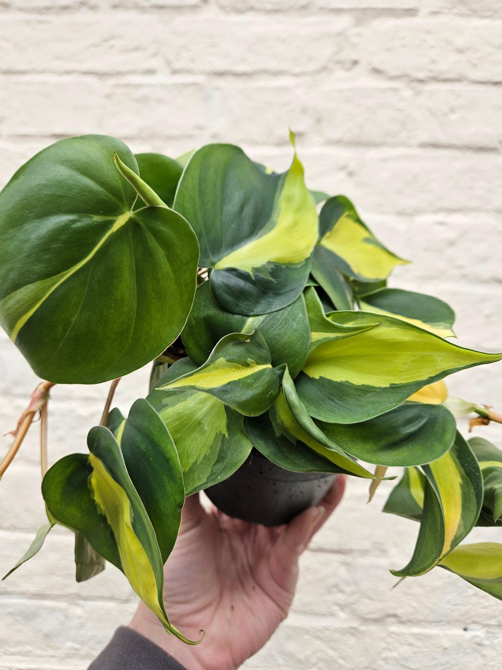 Philodendron scandens 'Brasil'