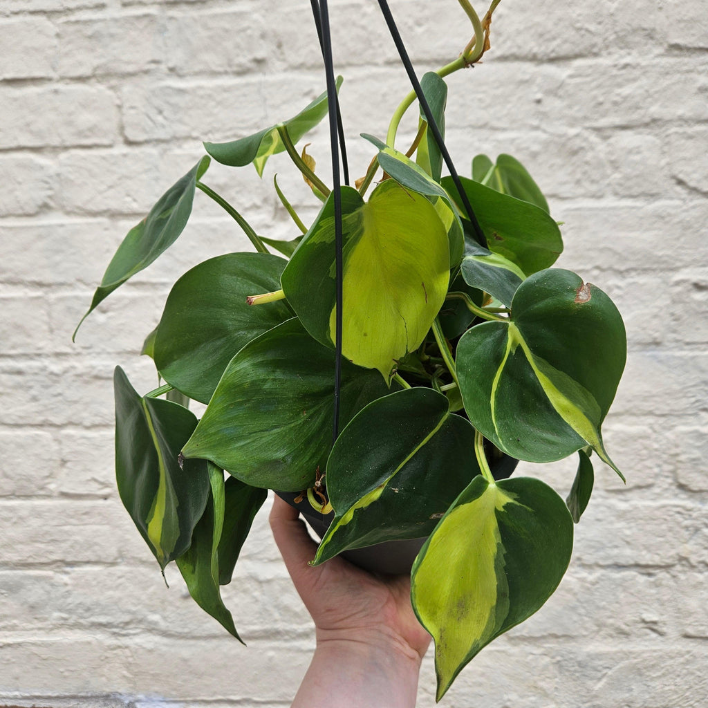 Philodendron scandens 'Brasil'