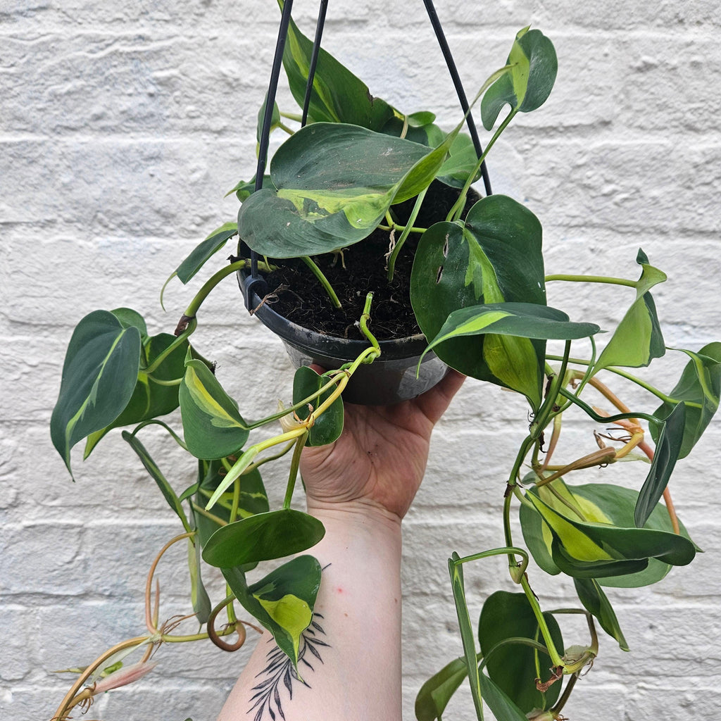 Philodendron scandens 'Brasil'