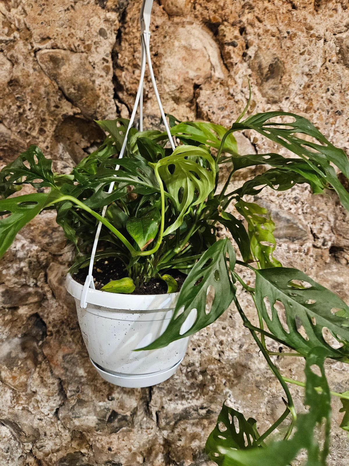 Monstera adansonii 'Monkey Mask'