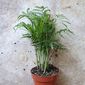 Chamaedorea elegans (Parlour palm)