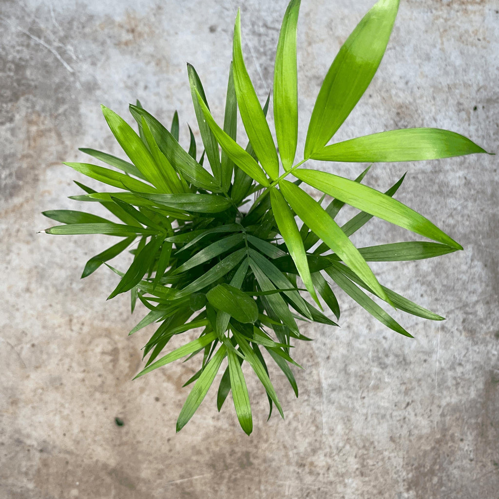 Chamaedorea elegans (Parlour palm)