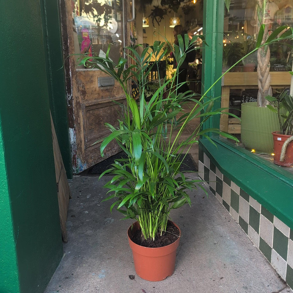Chamaedorea elegans (Parlour palm)