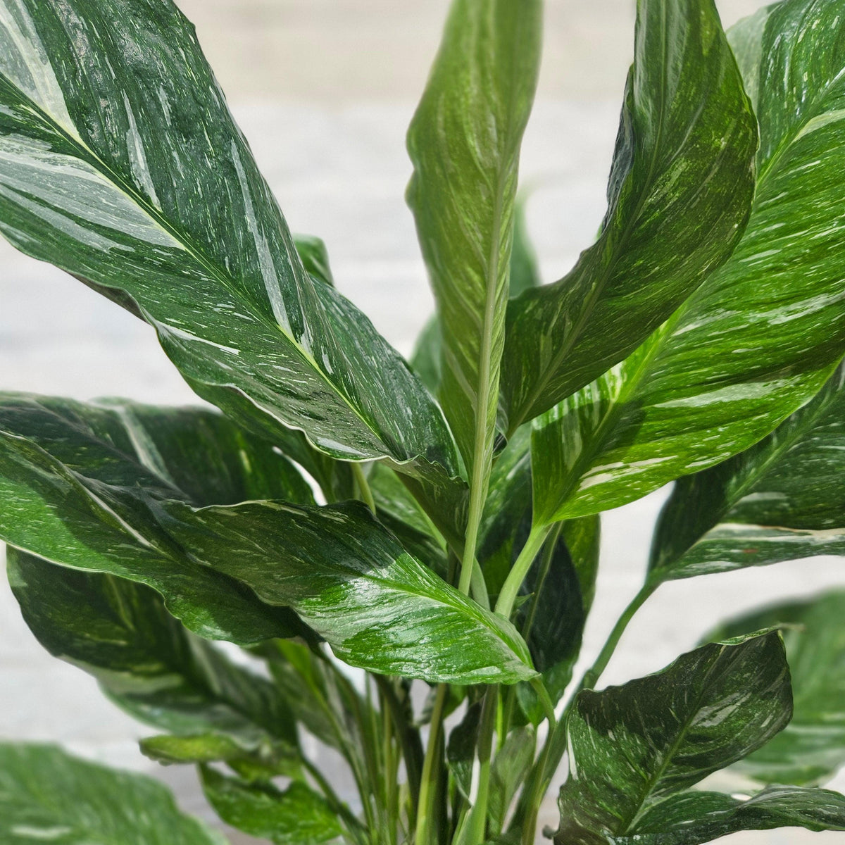 Spathiphyllum 'Diamond' (Variegated Peace Lily)