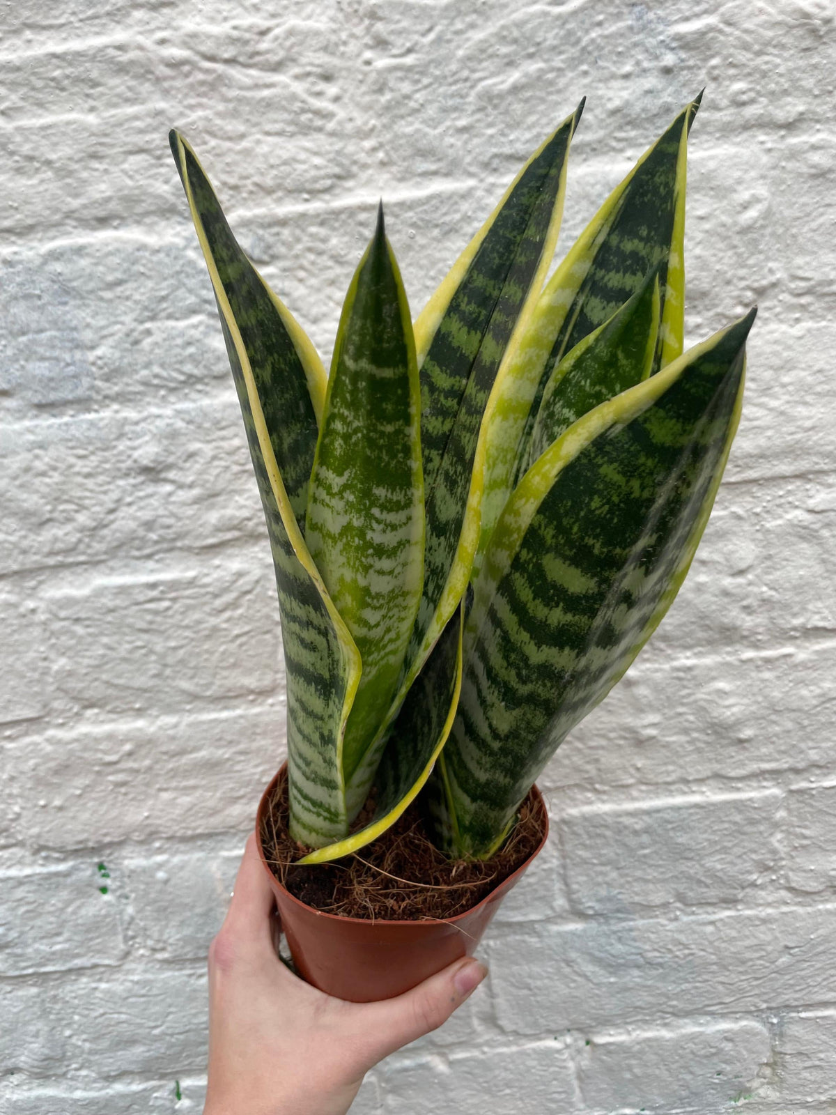 Sansevieria 'Futura Superba' (Snake Plant)