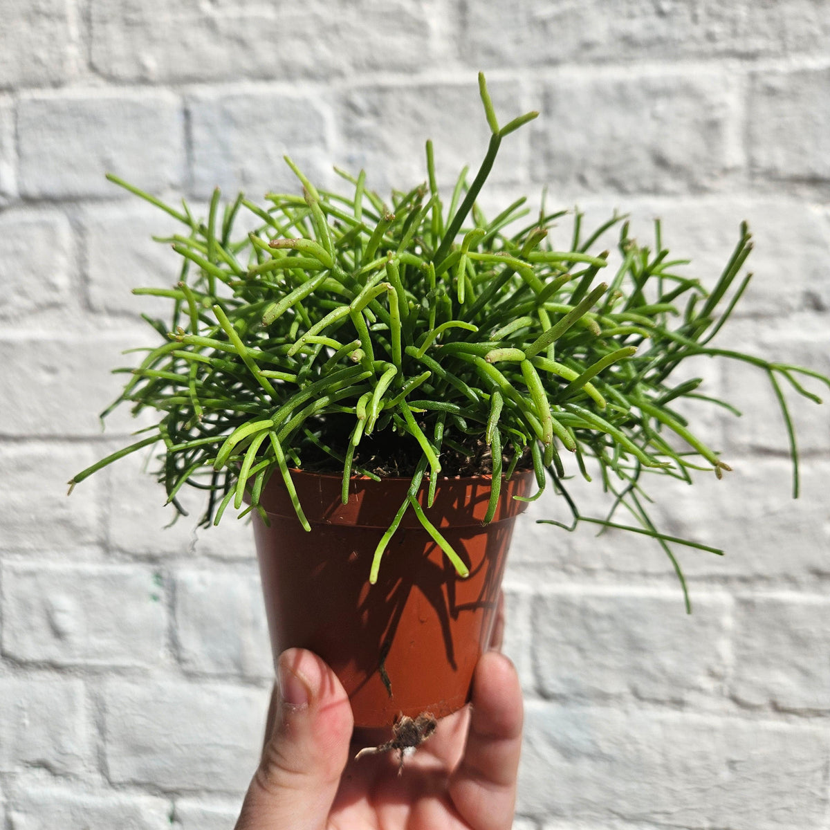 Rhipsalis baccifera 'Oasis' (Mistletoe Cactus)