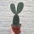 Opuntia pailana (Bunny Ears)