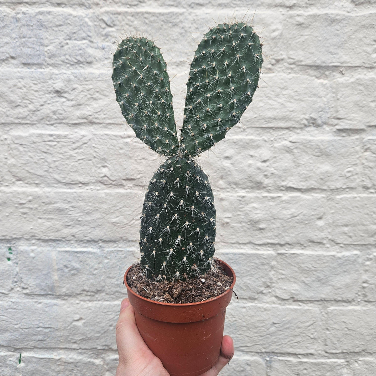 Opuntia pailana (Bunny Ears)