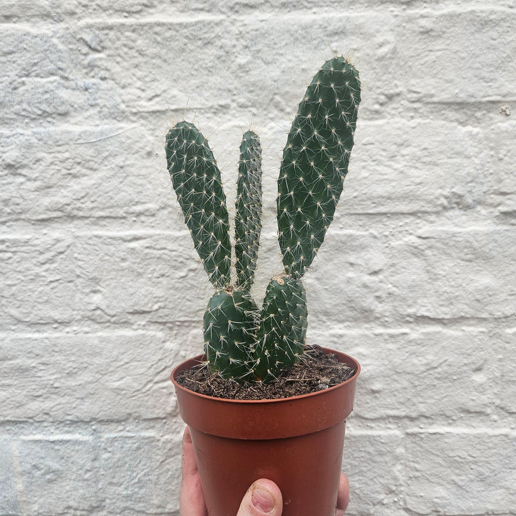 Opuntia pailana (Bunny Ears)