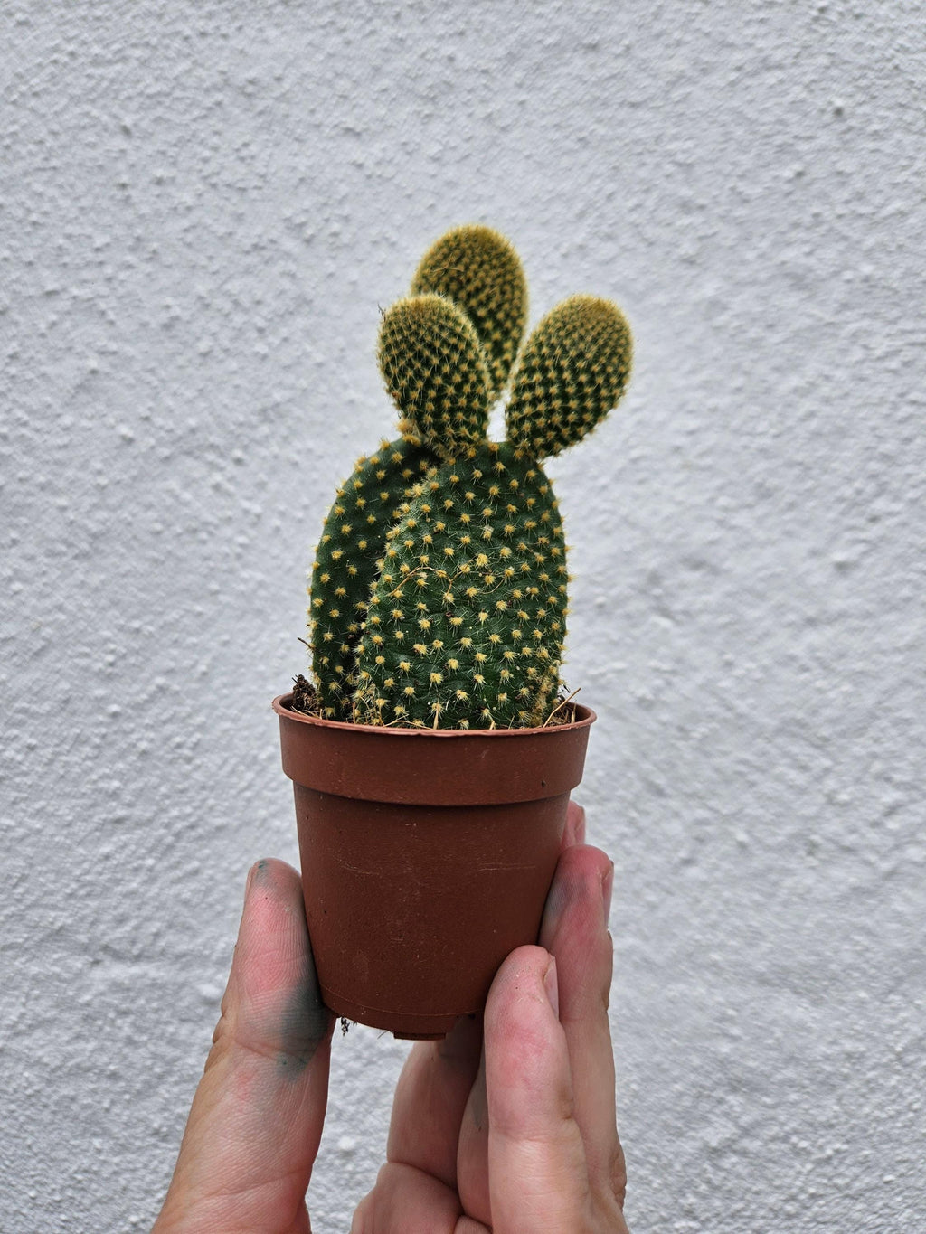 Opuntia microdasys (Bunny Ears)
