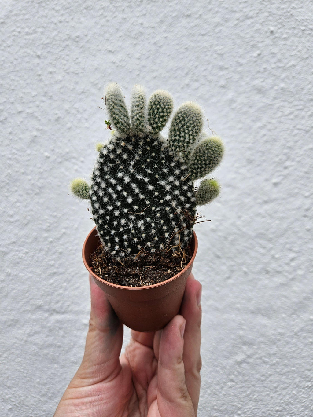 Opuntia microdasys (Bunny Ears)