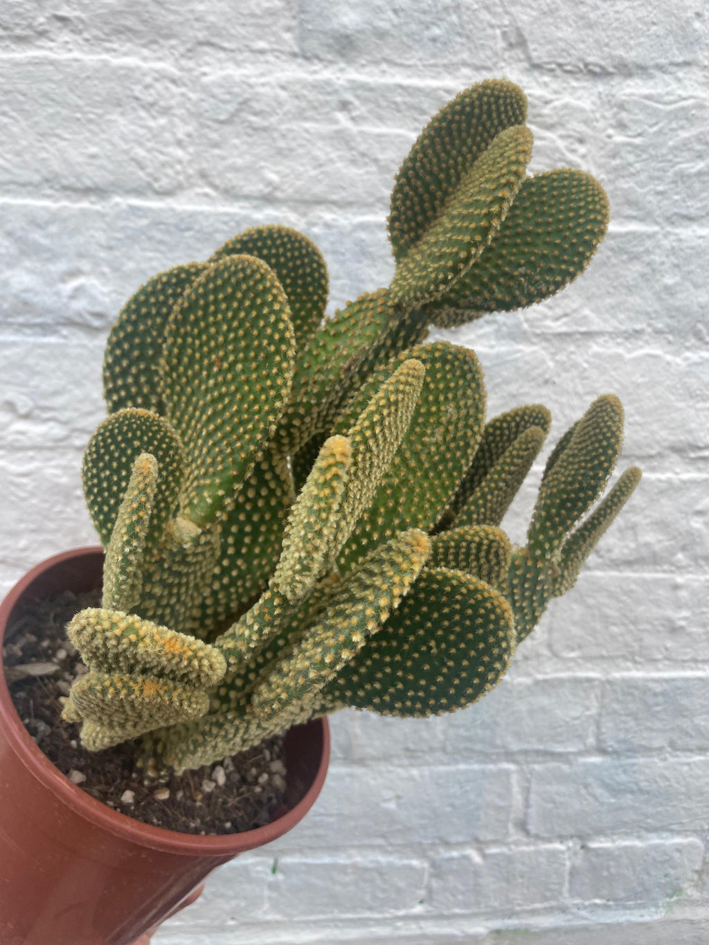 Opuntia microdasys (Bunny Ears)