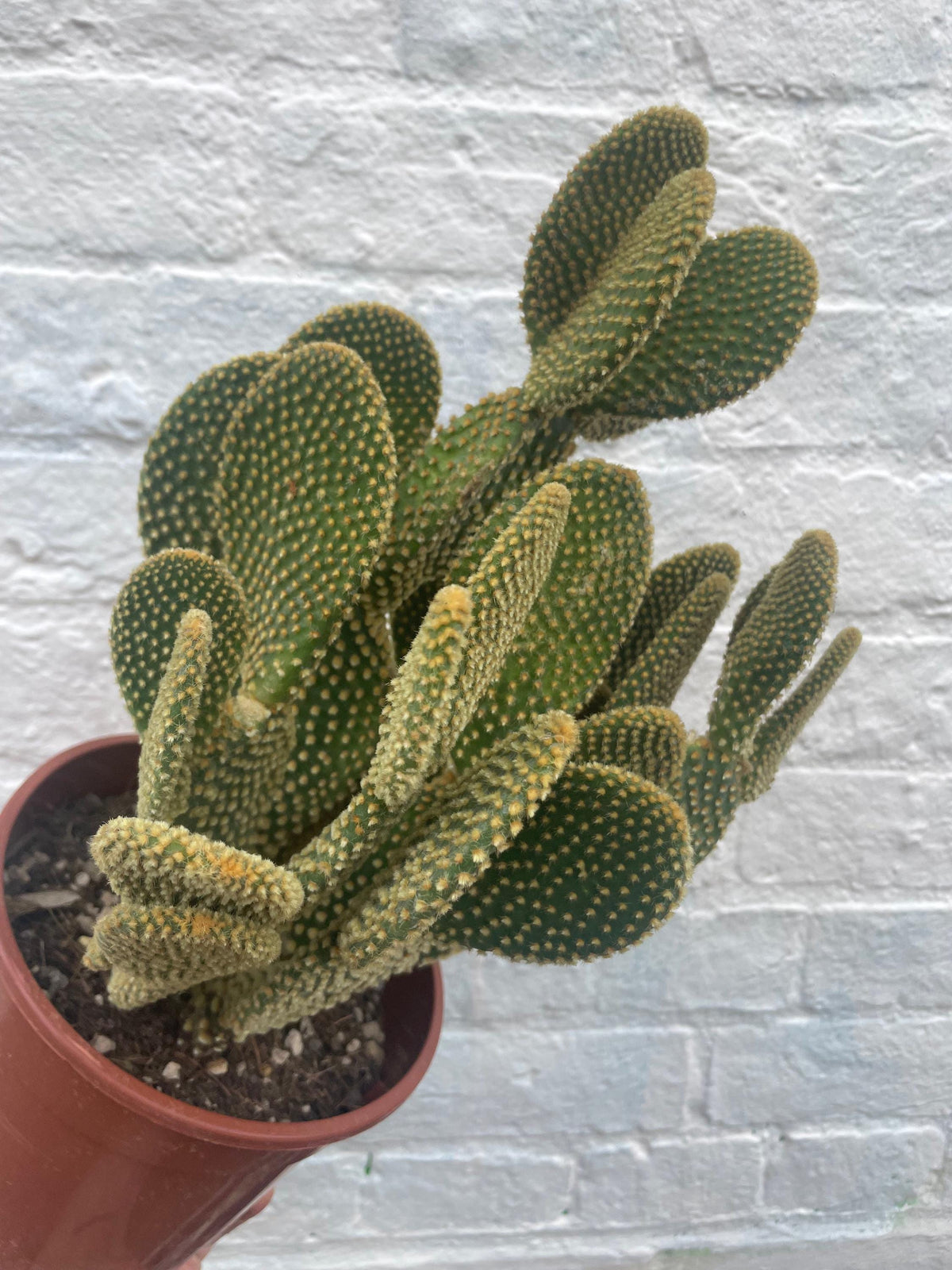 Opuntia microdasys (Bunny Ears)