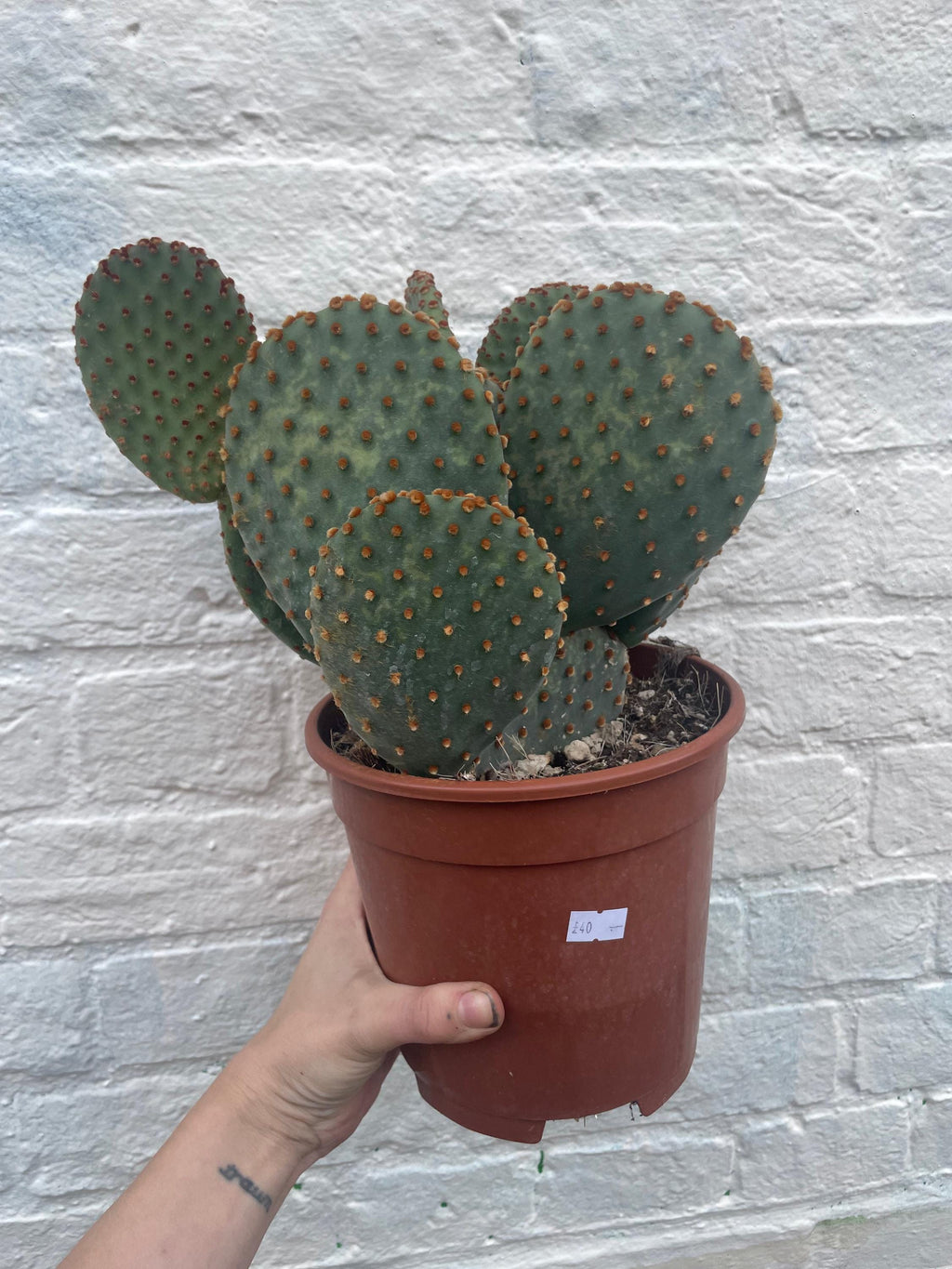 Opuntia microdasys (Bunny Ears)
