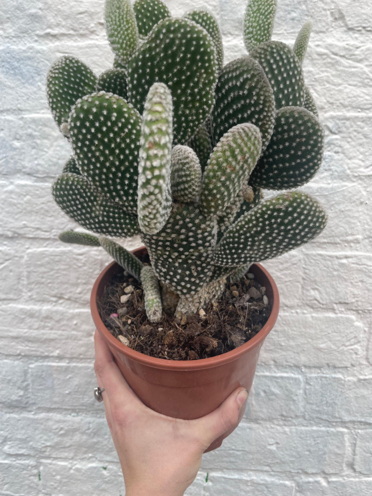 Opuntia microdasys (Bunny Ears)
