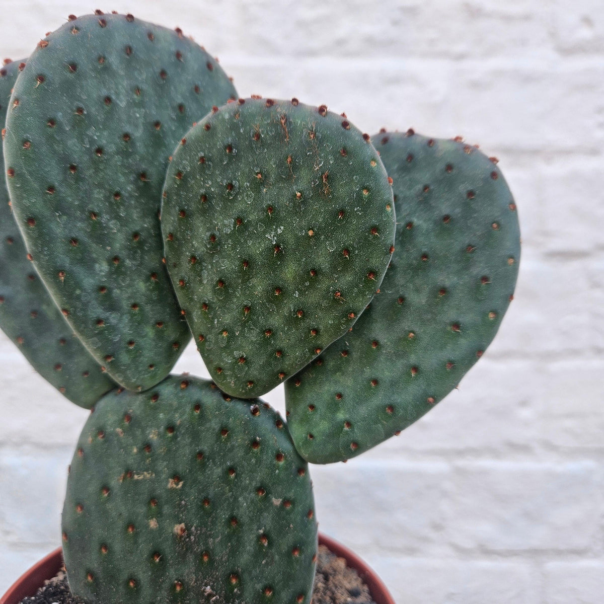 Opuntia microdasys (Bunny Ears)