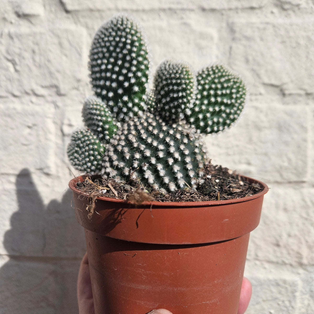 Opuntia microdasys (Bunny Ears)