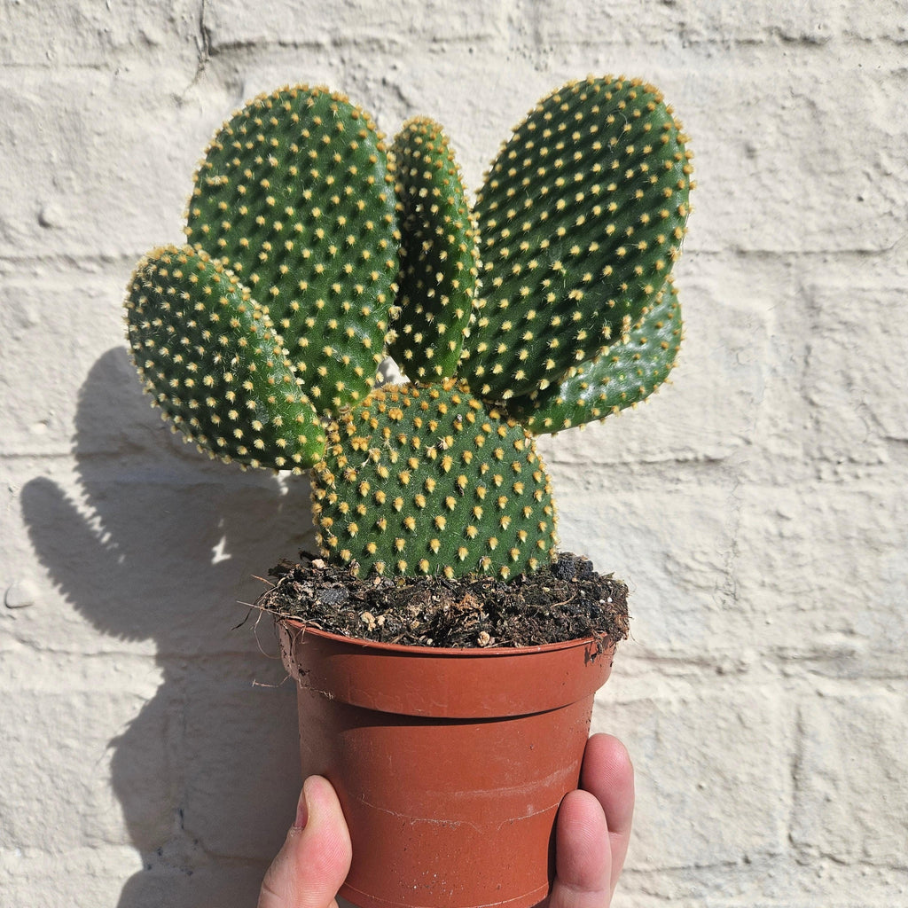 Opuntia microdasys (Bunny Ears)