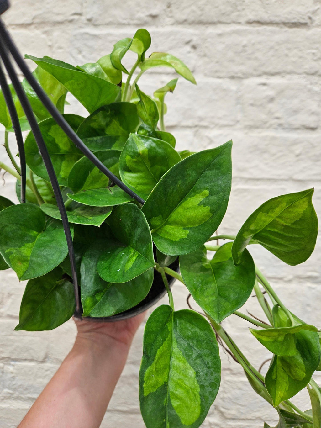 Epipremnum pinnatum 'Global Green' (Pothos)