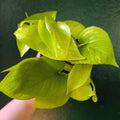 Epipremnum Aureum 'Neon' (Pothos)