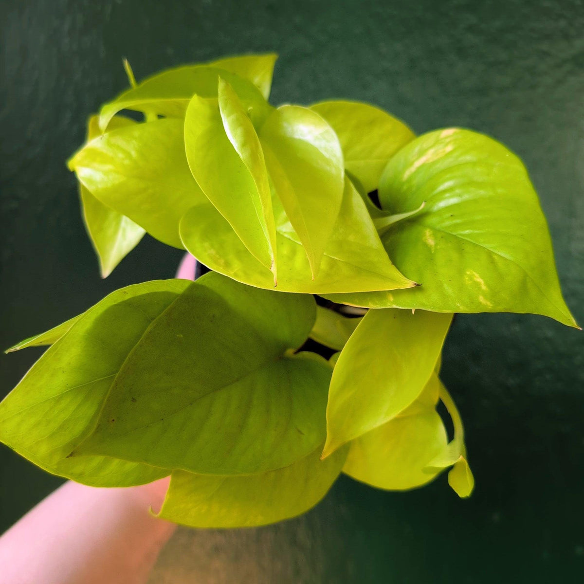 Epipremnum Aureum 'Neon' (Pothos)