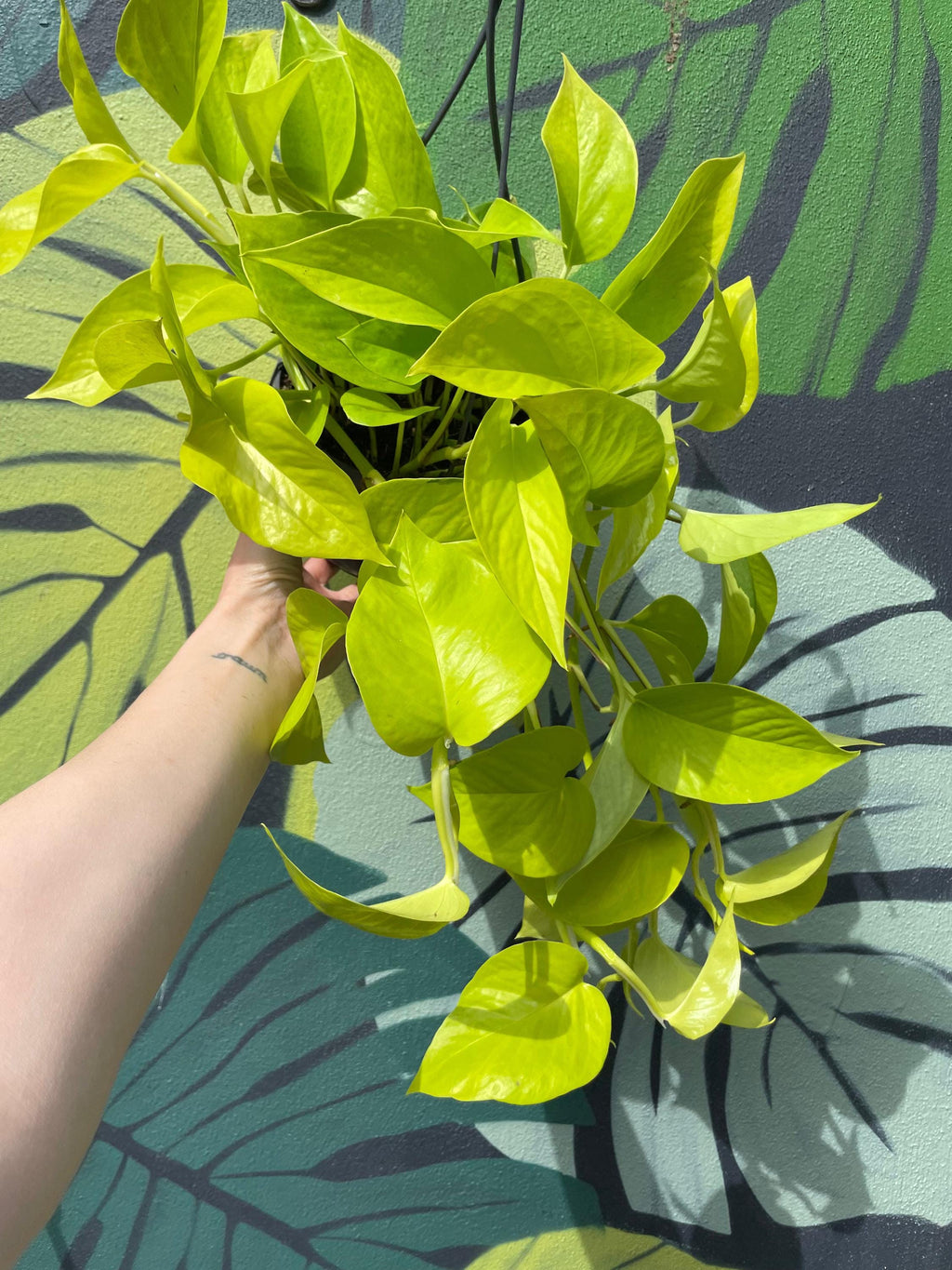 Epipremnum Aureum 'Neon' (Pothos)