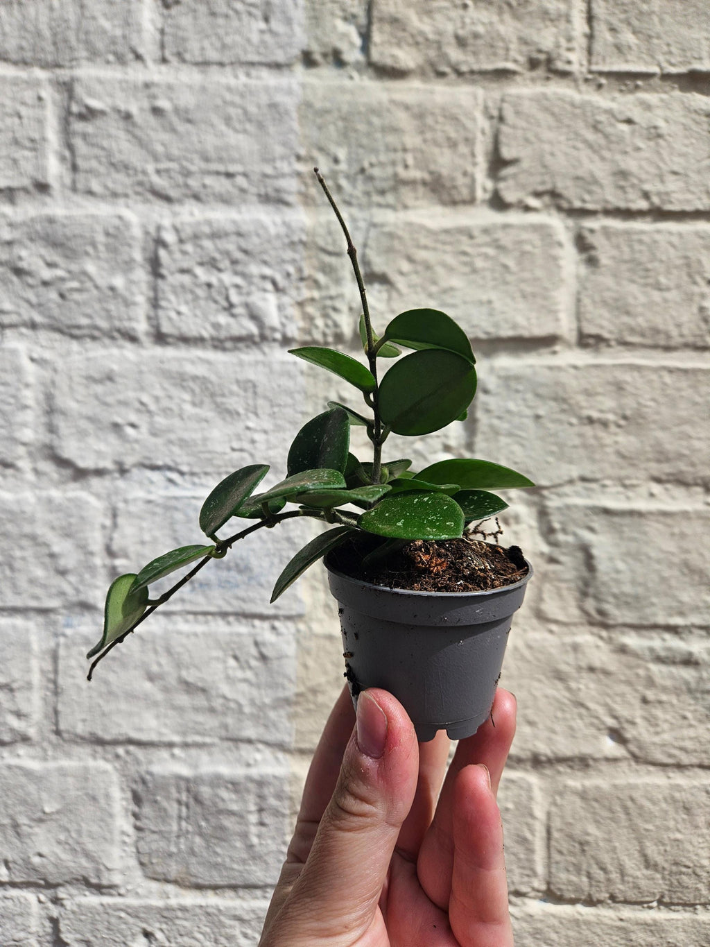 Hoya 'Mathilde splash'