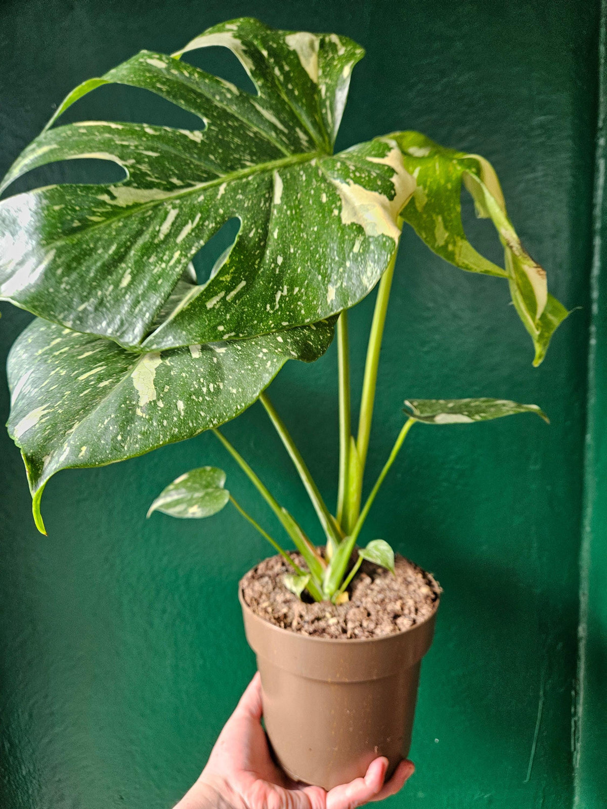 Monstera deliciosa 'Thai Constellation' (Variegated Monstera)