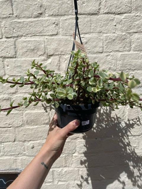 Portulacaria afra variegata (Elephant Bush)