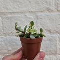 Portulacaria afra variegata (Elephant Bush)